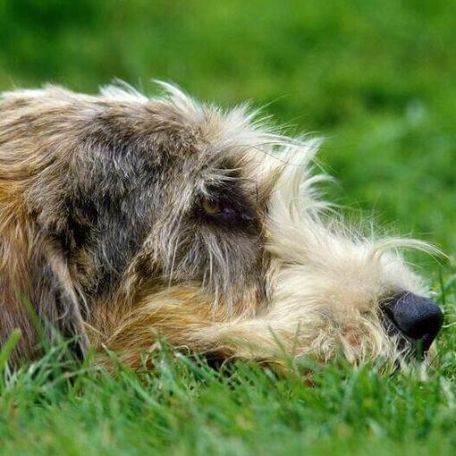 Grand Basset Griffon Vendéen couché sur le sol
