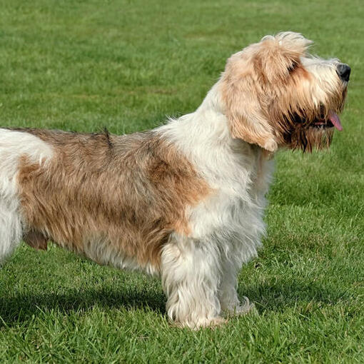 Petit Basset Griffon Vendeen staande op het gras