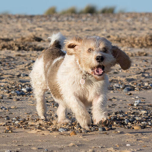 Petit Basset Griffon Vendeen loopt