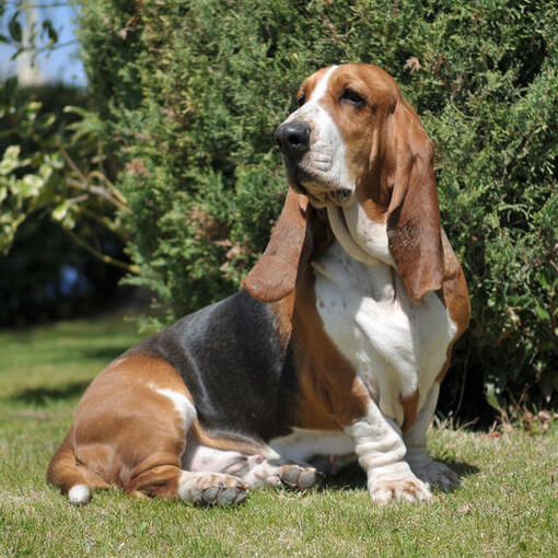 Tricolor basset hound zittend op het gras.