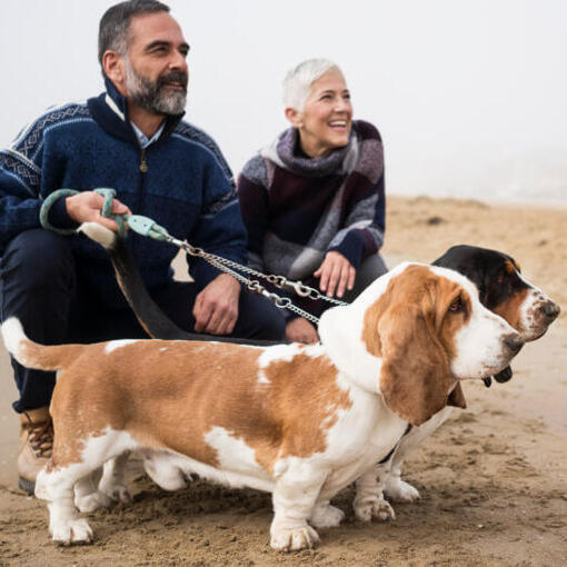 Bassethounds met de eigenaren op het strand.