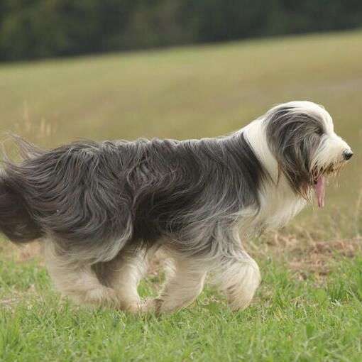 Bearded Collie sur le terrain