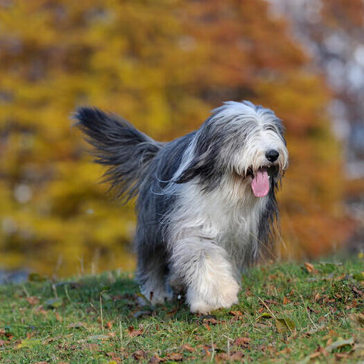 Bearded Collie wandelen in het bos