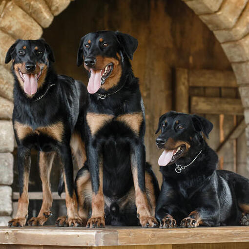 Drie staande Beaucerons