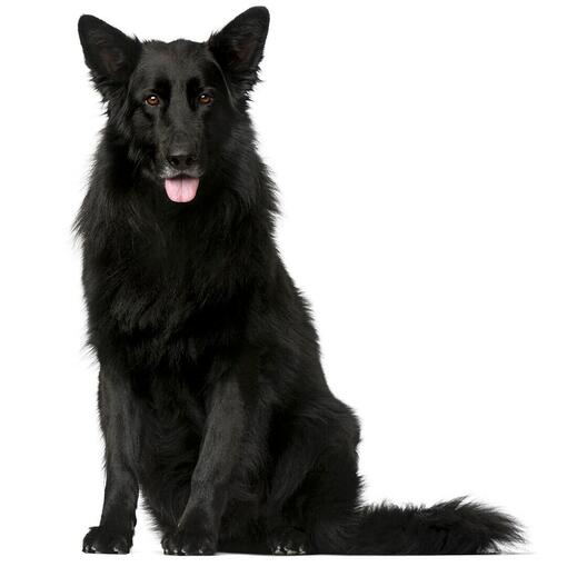 Belgische herdershond Groenendael hondenras