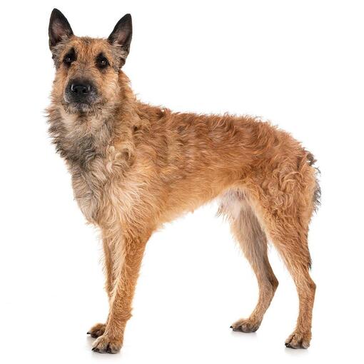 Belgische herdershond Laekense hondenras