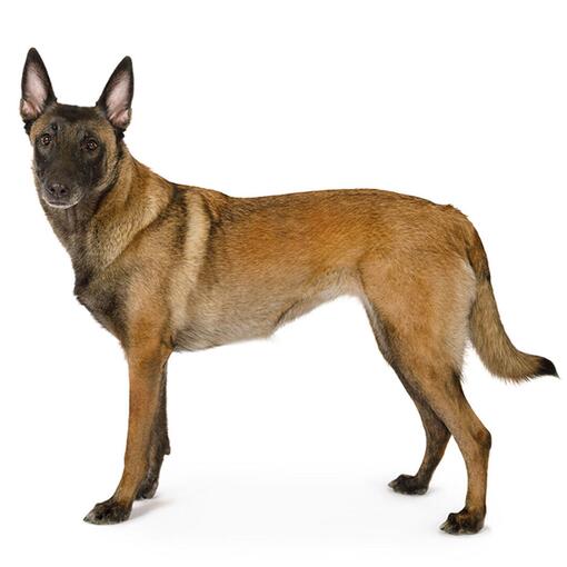 Belgische herdershond Mechelaar hondenras
