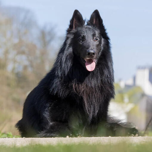 Belgische herder Groenendael zittend op de grond