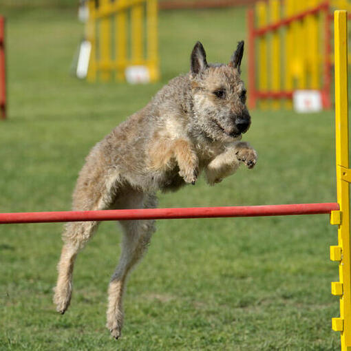 Belgische herder Laekense springt over de hindernis