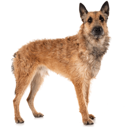 Belgische herdershond Laekense staande