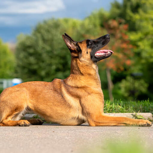 Belgische herdershond Mechelaar kijkt omhoog