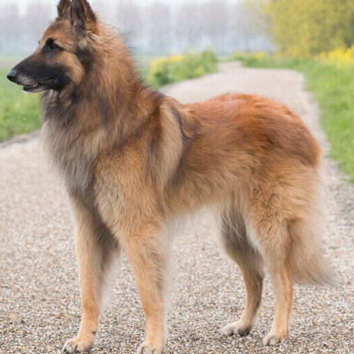 Belgische herder Tervuren staat op de weg