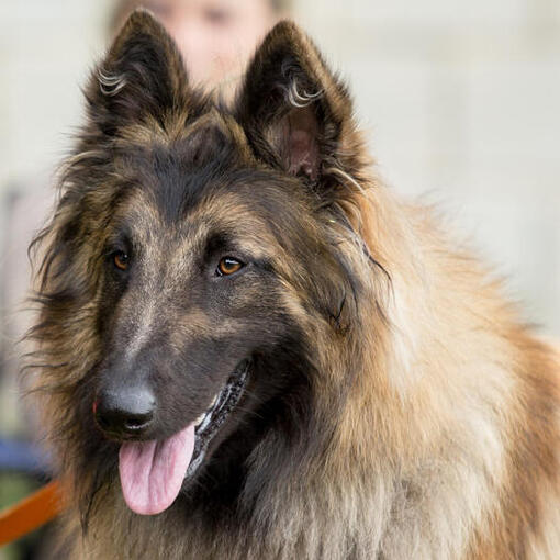 Belgische Herder Tervuren op de wedstrijd