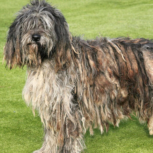 Bergamasco staande op het grasveld