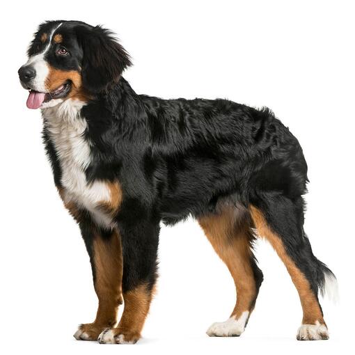 Berner Sennenhondenras