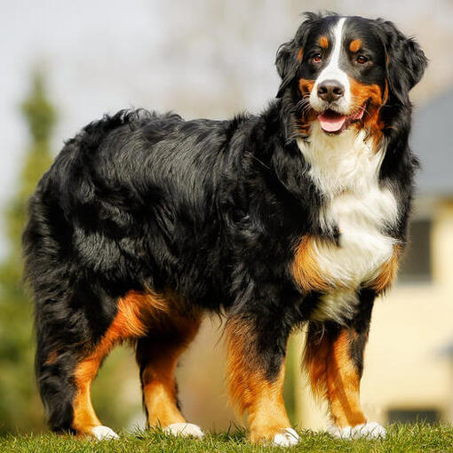 Berner Sennenhondenras