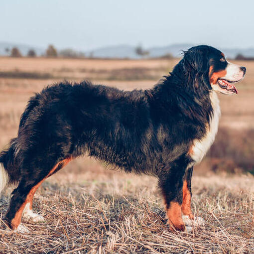 Berner Sennenhondenras