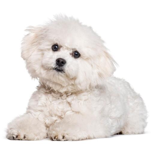 Bichon Frise hondenras