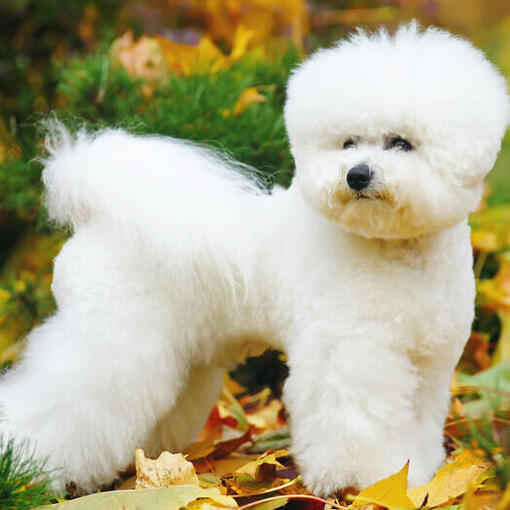 Bichon Frise in de bladeren