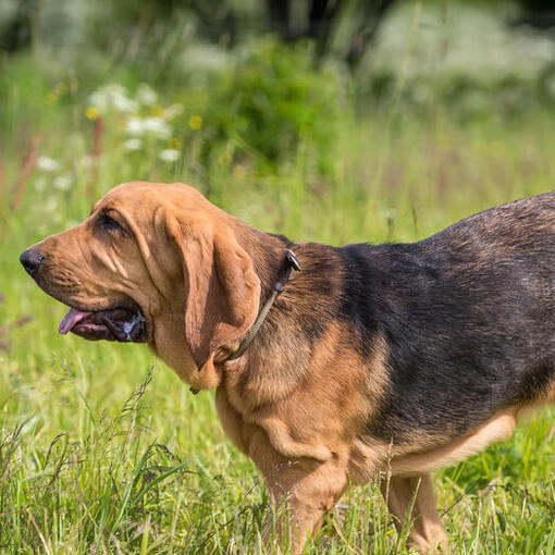 Bloedhond hondenras