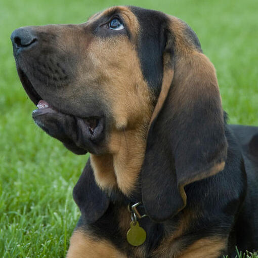 Bloedhond hondenras