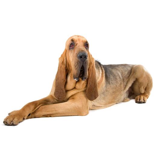 Bloedhond hondenras