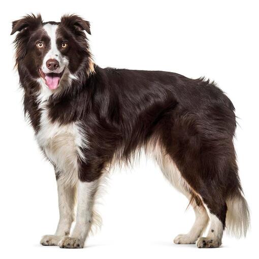 Bordercollie hondenras