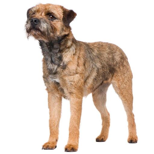 Race de chien Border Terrier