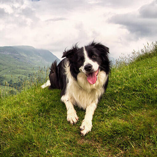 Bordercollie hondenras