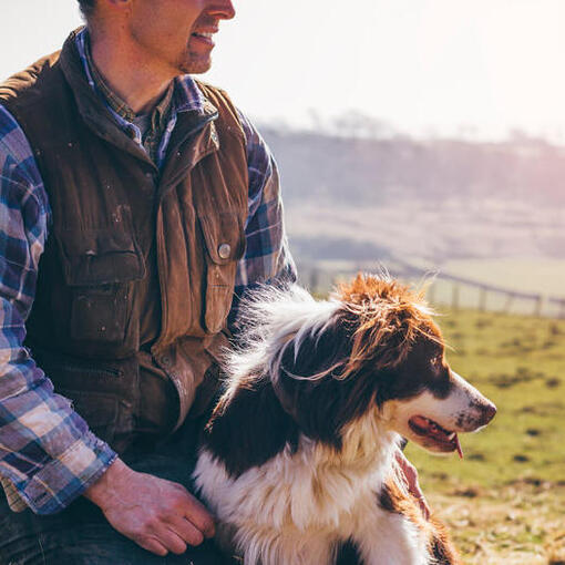Bordercollie hondenras