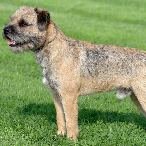 border terrier debout tout droit sur la pelouse