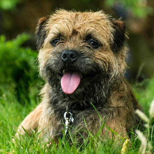 chiot border terrier couché dans l'herbe