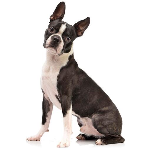 Hondenras Bostonterriër