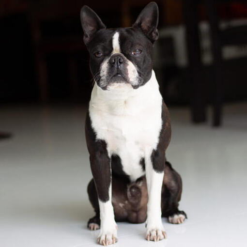 Boston Terriër zit in het midden van de kamer