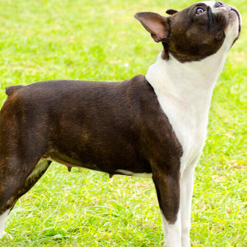 Boston Terriër opzoeken