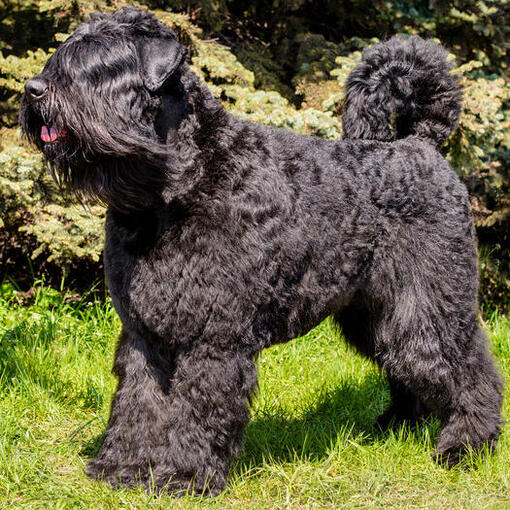 Bouvier Des Flandres staande op het gras