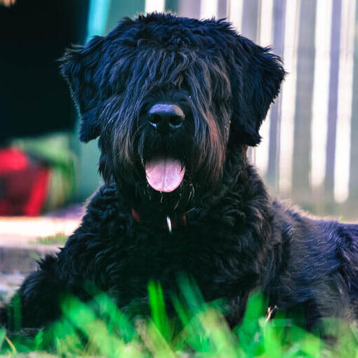 Bouvier Des Flandres liggend op de grond