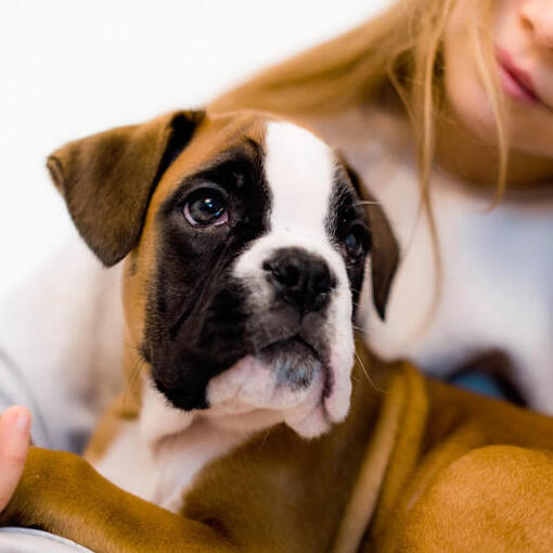 een jong meisje dat een bokserpuppy vasthoudt