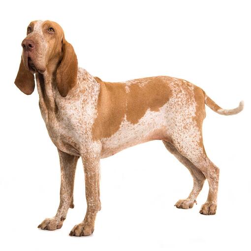 Bracco Italiano hondenras