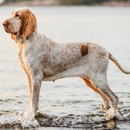 Bracco Italiano staat aan het water
