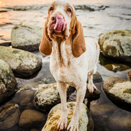 Bracco Italiano staat op de rotsen bij het water