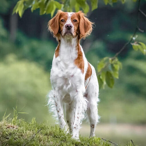 Bretagne wandelen in het bos