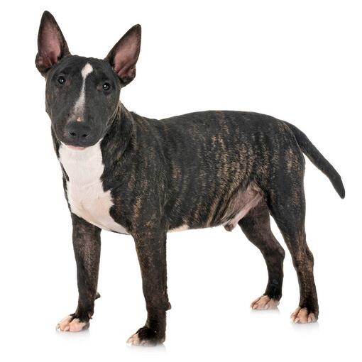 Miniature Bull Terrier