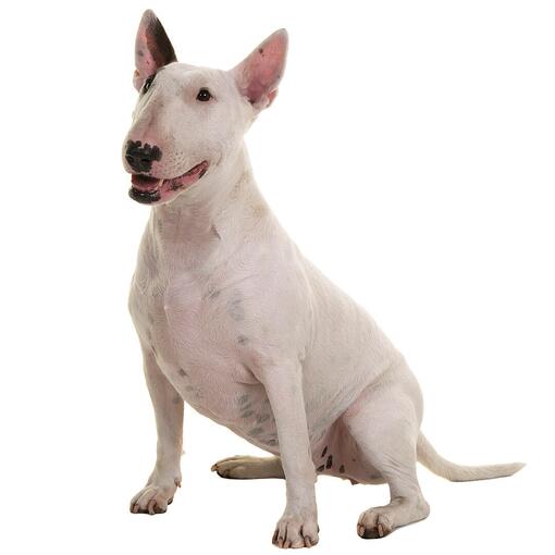 Bullterriër