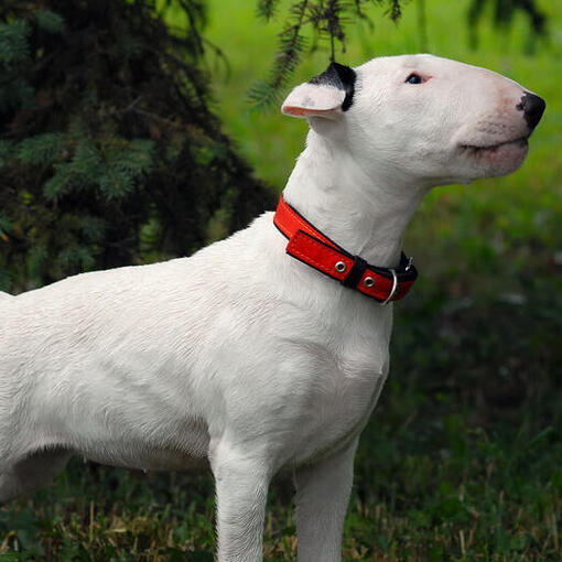 Bullterriër die zich op het gras bevindt