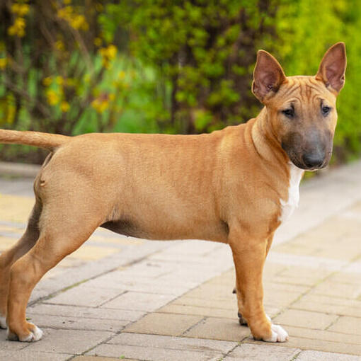 Chiot Bull Terrier miniature marron dans la cour