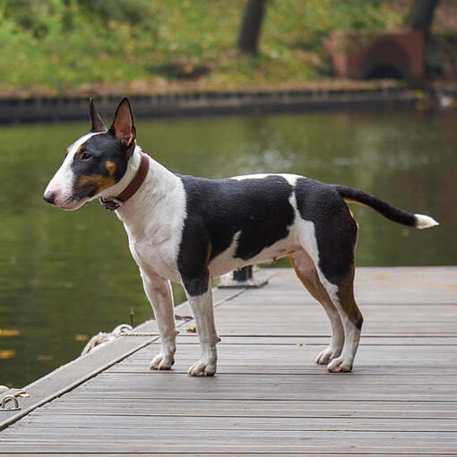Bull Terrier Miniature debout près de l'eau
