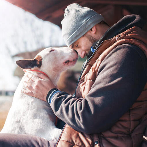 Bull terrier met de eigenaar