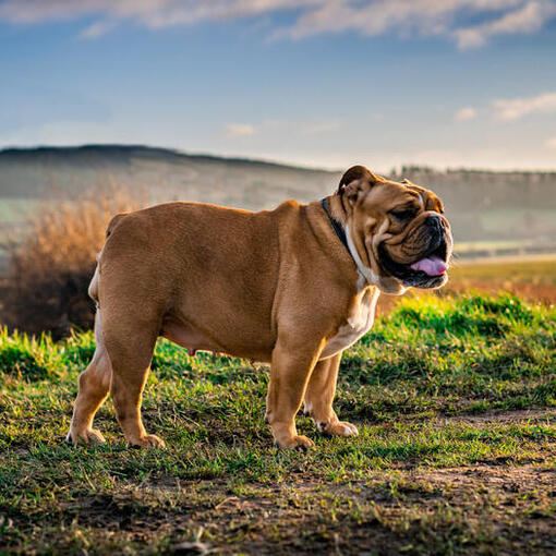 Buldog die zich in het veld bevindt