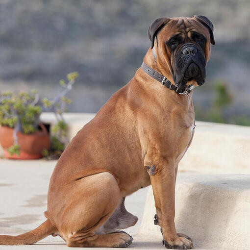 Bullmastiff zittend op de tuin